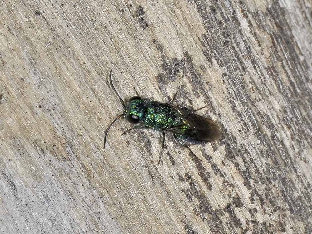 chrysididae autunnale: Trichrysis cyanea